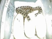 06 kankakee x axanthic bull hatching